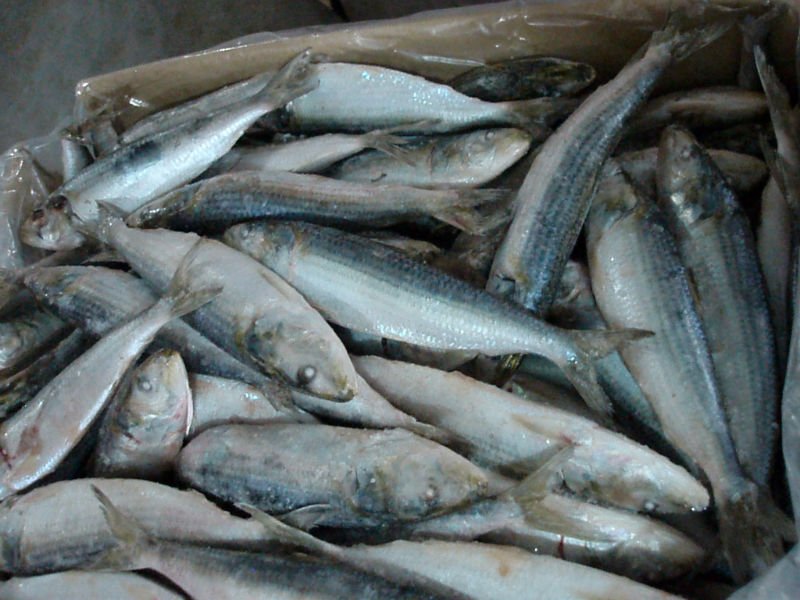 Sardine