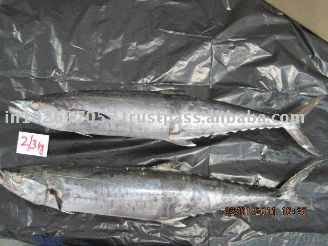 FROZEN KING FISH WHOLE