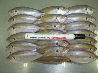 Yellow Stripe fish