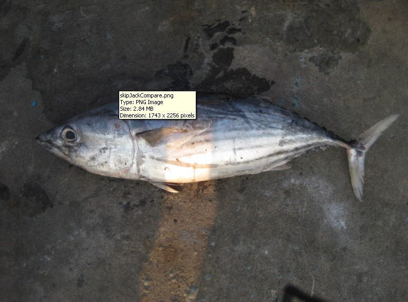 Skipjack Whole Round Frozen In Land Low Histaminindonesia Price