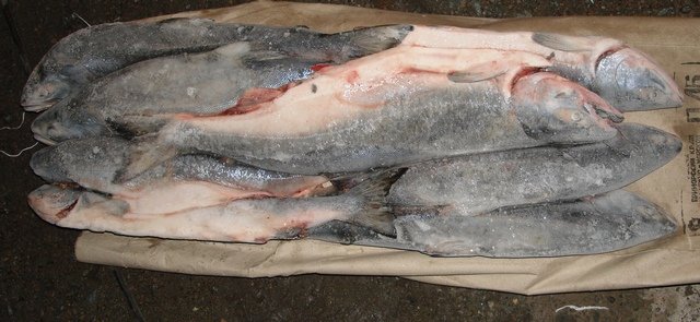 salmon