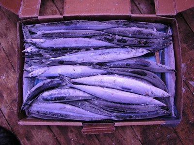 saury
