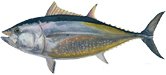  Whole   Frozen   Tuna 