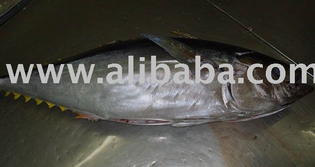 Yellow Fin / Big Eye Tuna
