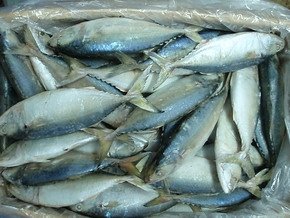 Frozen Indian Mackerel Fish