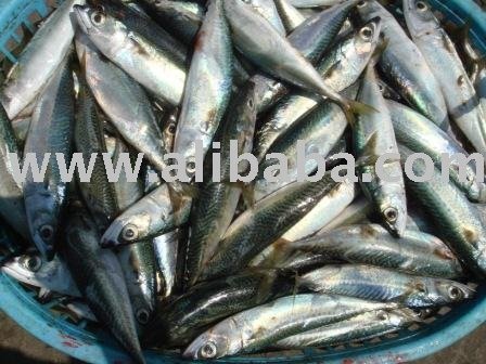 Frozen Pacific Mackerel