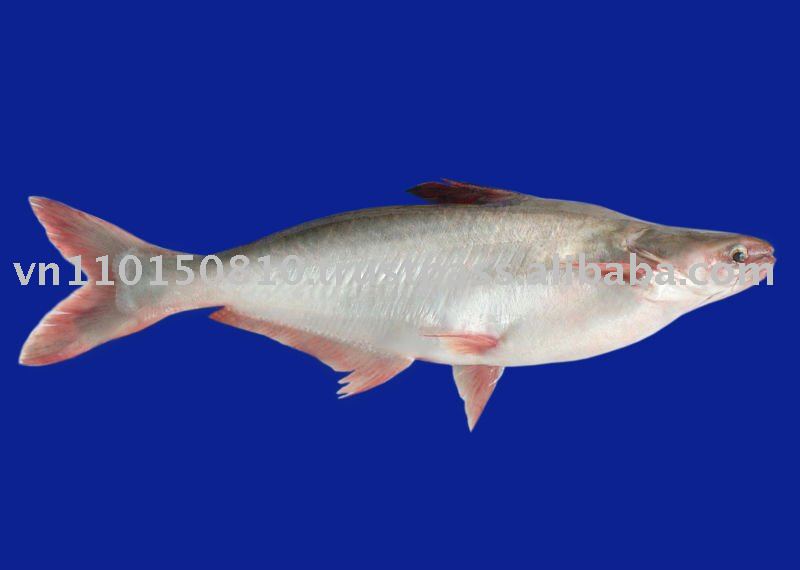 Whole pangasius