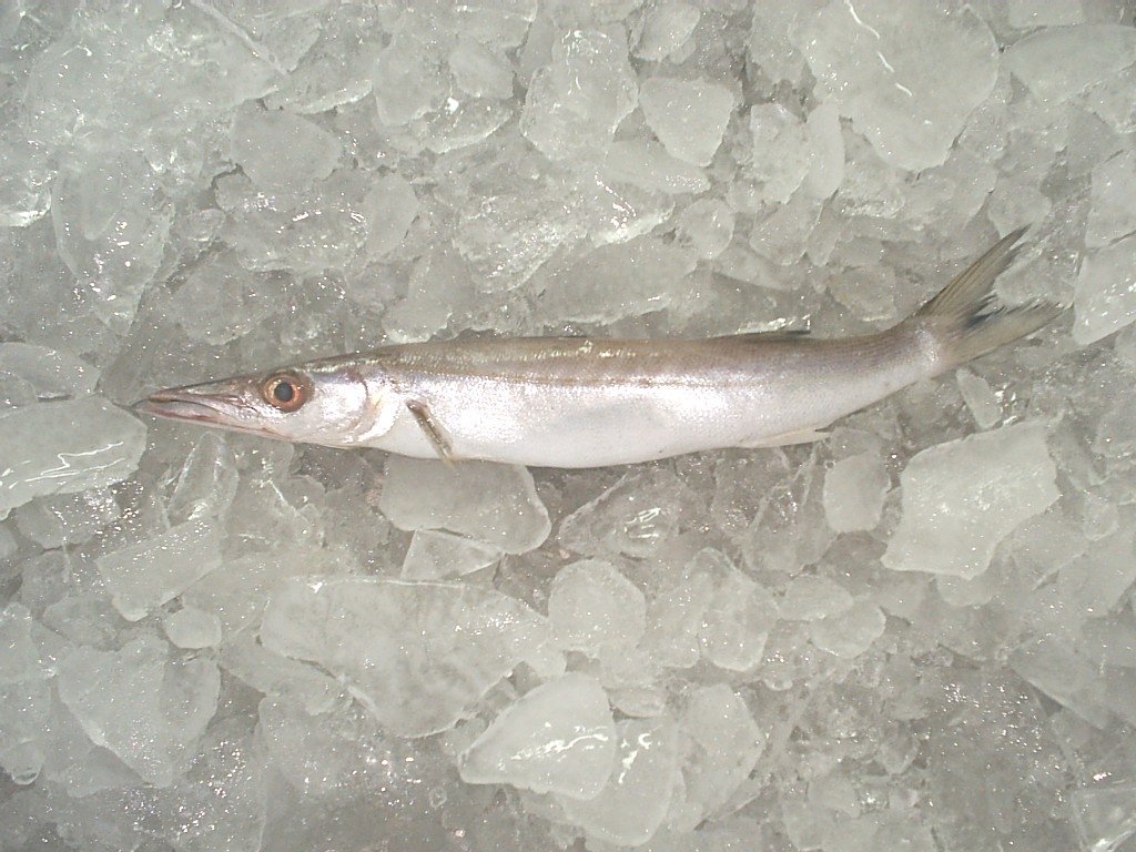 Baracuda ( Sphyreana spp)