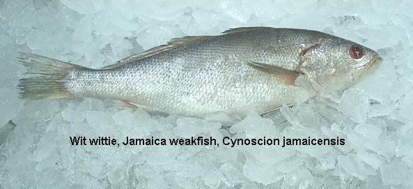 White Croaker (Cynoscion jamaicensis)