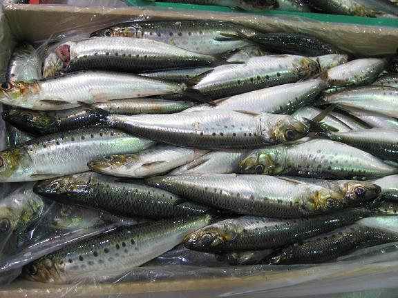 SARDINES (SARDINOPS SAGAX)