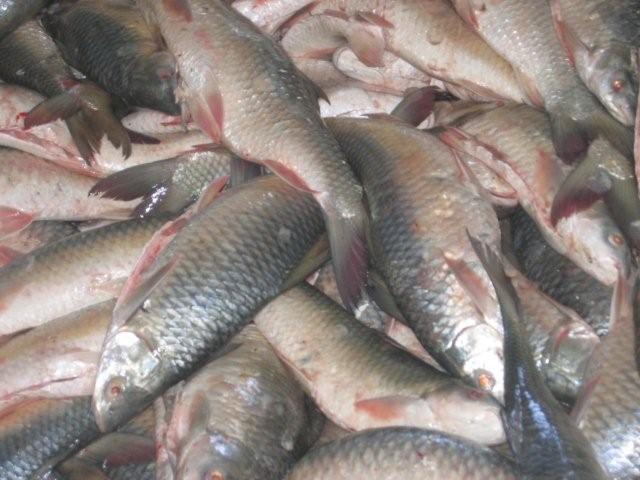 MIRGAL fish