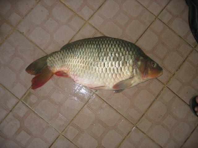  FROZEN   FISH 