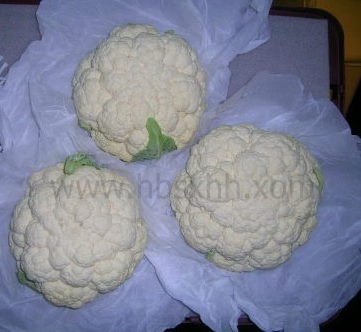 Fresh White Cauliflower