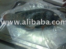 Whole Tilapia