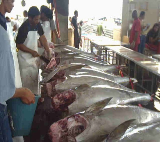 Tuna Fish