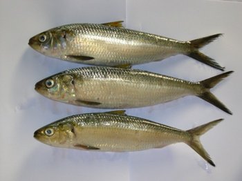  Frozen   Sardine  For  Tuna   Bait 