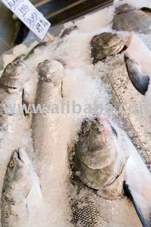 Salmon and Horse Mackerel for sale