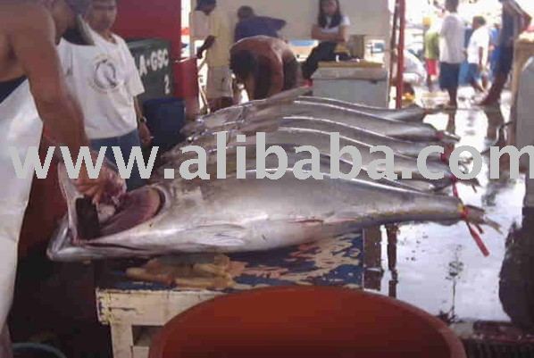 yellow fin tuna, whole round canning grade