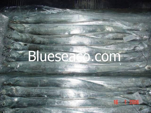 Selling  Hairtail   Fish  (  Ribbon   Fish  )
