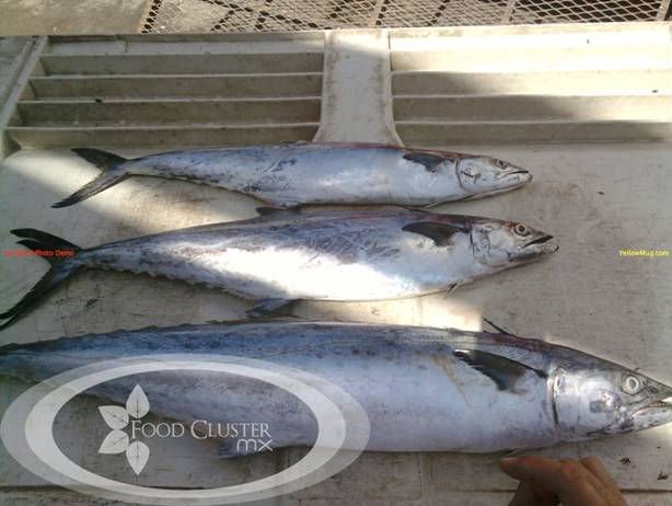 Spanish Mekerel