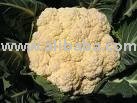 Premium Quality CAULIFLOWER  Frozen