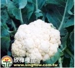 (1801)F1 Hybrid cauliflower