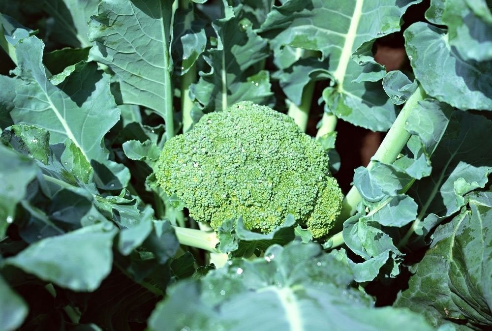 Fresh Cauliflower