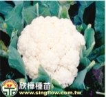 (1303)F1 Hybrid cauliflower