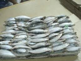 Frozen Bullet  Tuna ,  Mackerel  And Sardine Fish