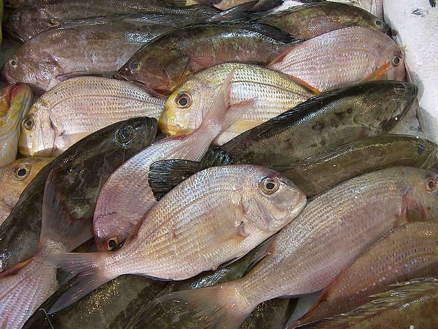  Frozen  Sea  Bream   Fish 