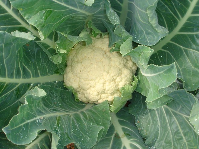 Mirak Cauliflower