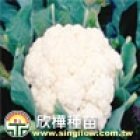(1352)F1 Hybrid cauliflower
