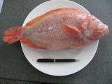 RedTilapia