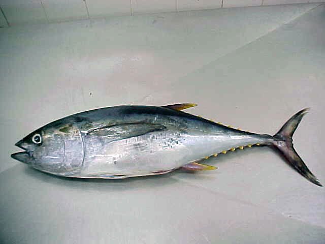 YELLOW FIN TUNA