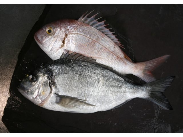 Fresh and  Frozen  Sea  bream    Fish 