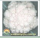 (1353)F1 Hybrid cauliflower