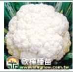 (1307)F1 Hybrid cauliflower