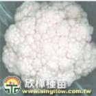(1353)F1 Hybrid cauliflower