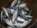 TOP CLASS  frozen   mackerel for SUPPLY