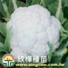 (1856) F1   Hybrid  cauliflower