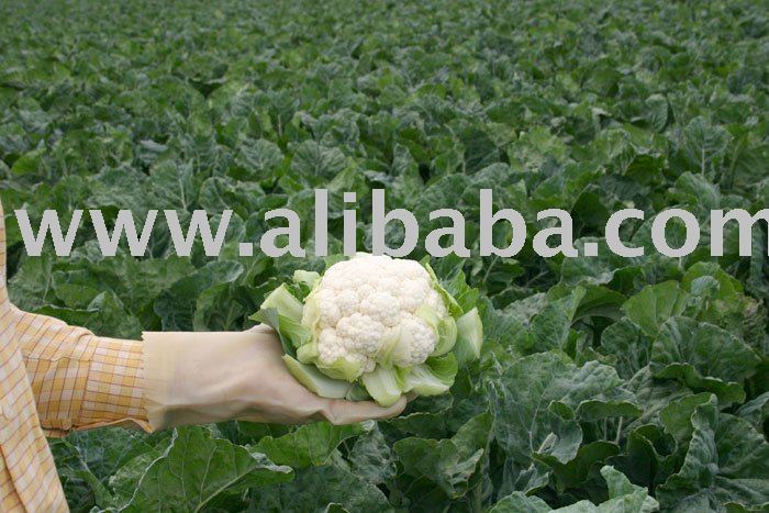  Fresh   Vegetable   Cauliflower 