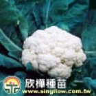 (1851)F1 Hybrid cauliflower