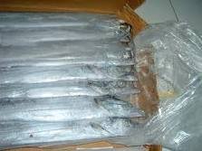 Fresh / Frozen   Ribbon   fish 