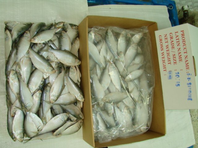 Indian Oil Sardine