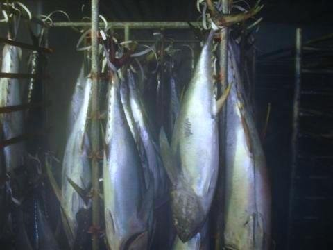 Yellow Fin Tuna