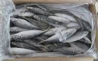 stock sardine ready for  huge buyers