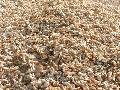 dry shrimps and shrimps shell for sale at very cheap prices