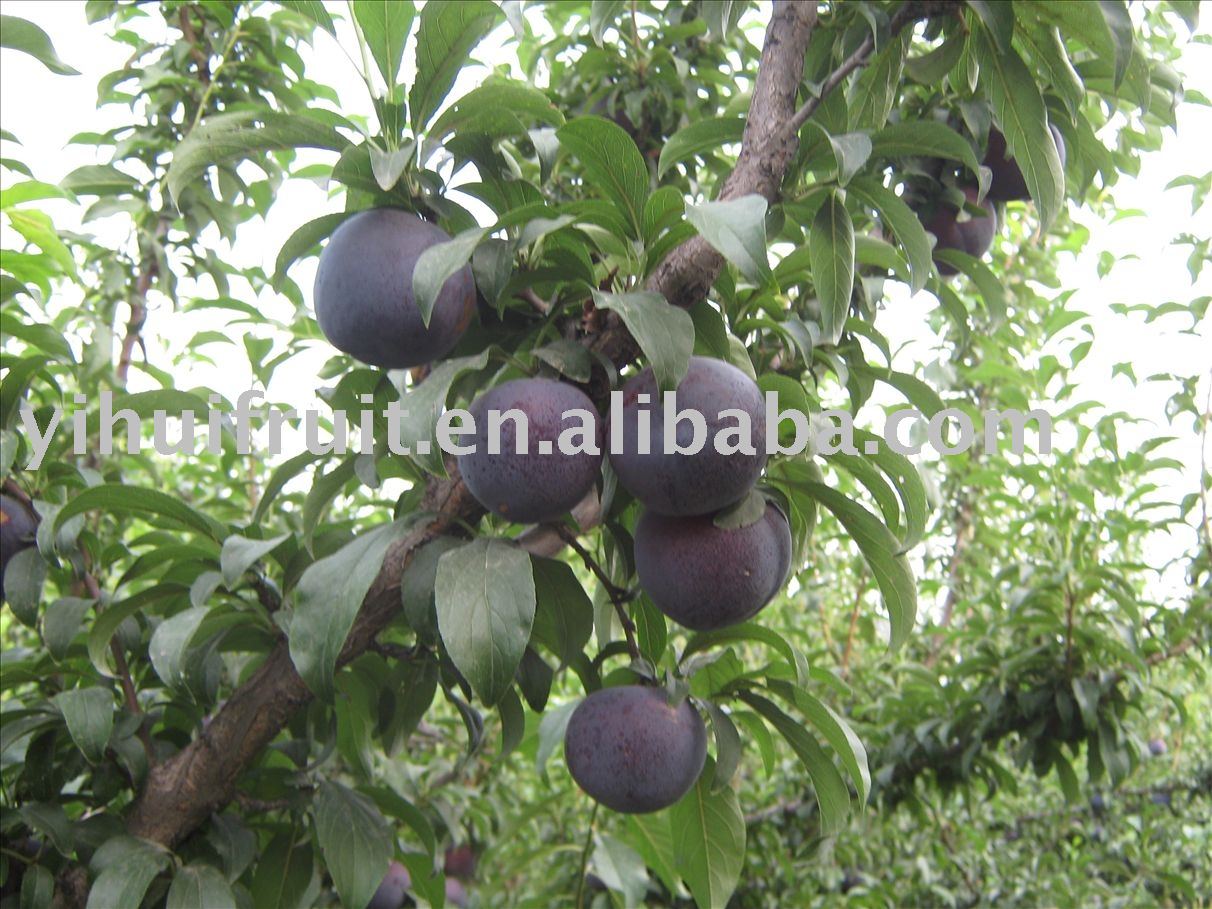 Fresh plum