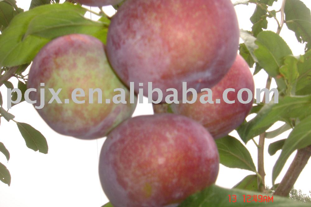 delicious plum