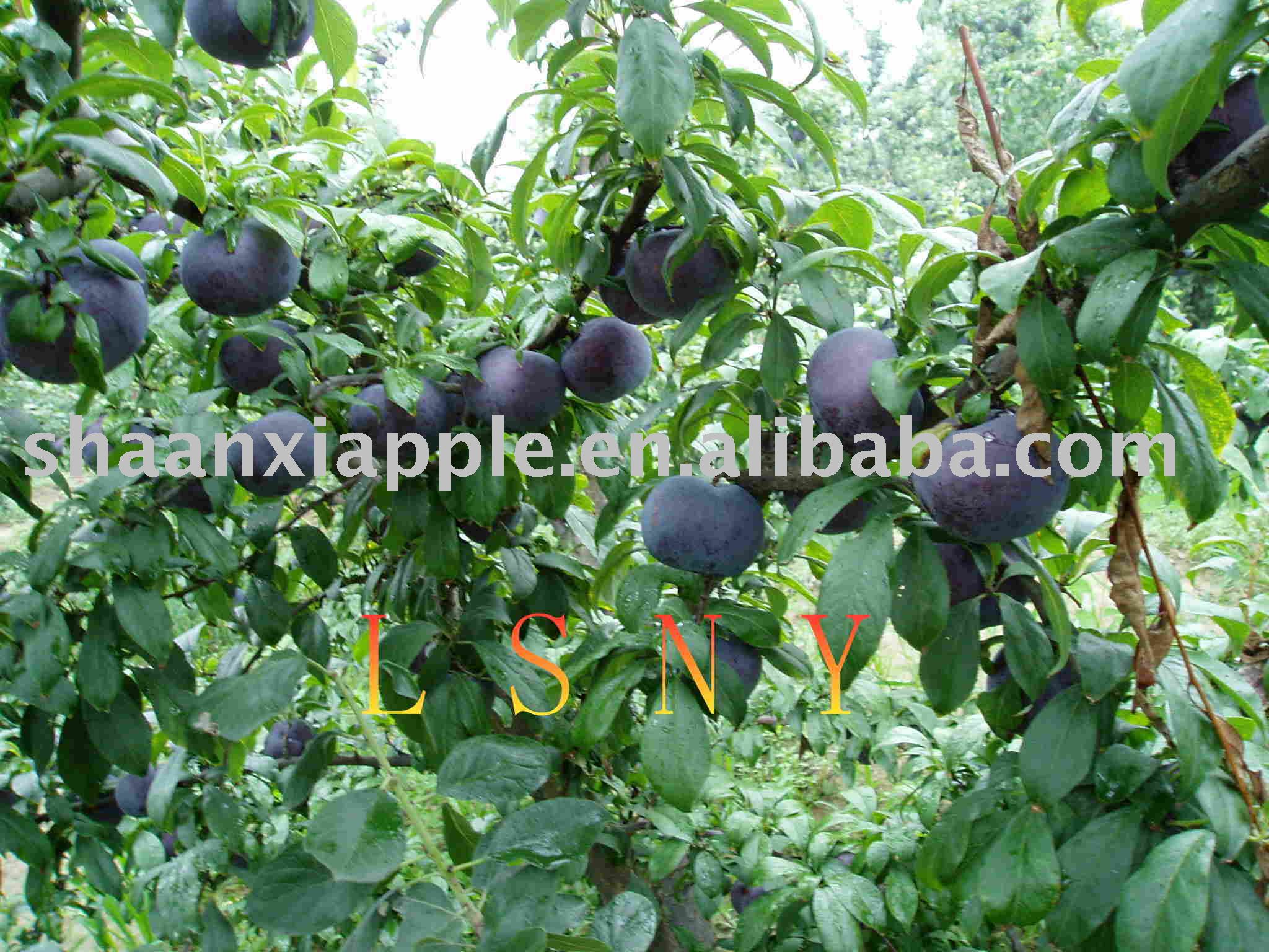 Plum